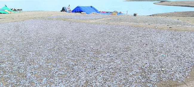 అలవి వలల జోరు 