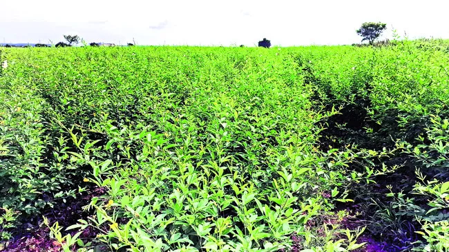 కంది రైతు.. కకావికలం!