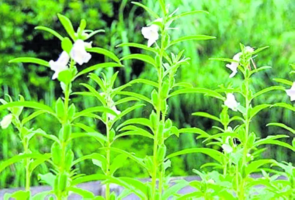 ‘నువ్వుల’ సాగుకు ఇదే అదును