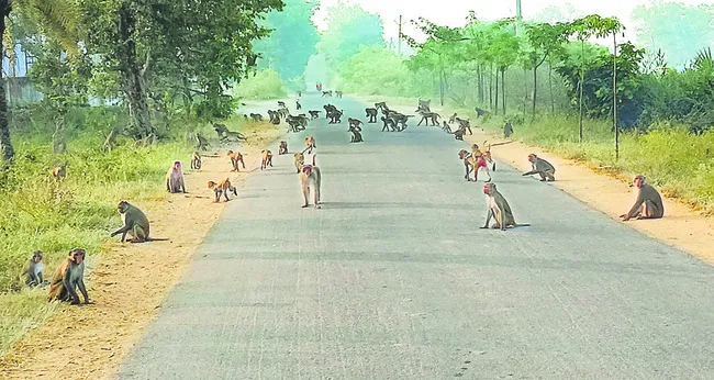 కోతుల సమస్య పరిష్కరించే వారికే ఓటు..