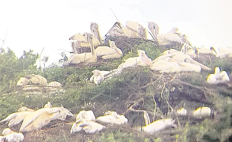 Vedanthangal Bird Sanctuary