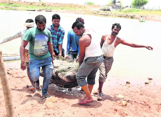 నేడు చేపపిల్లల విడుదల