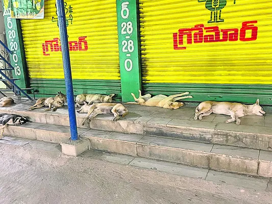 అరుస్తాం.. అడ్డొస్తే కరుస్తాం! 