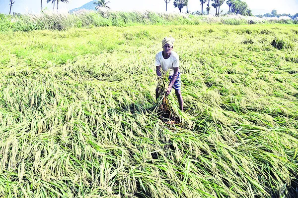 వరిచేను వెన్ను విరిగింది 
