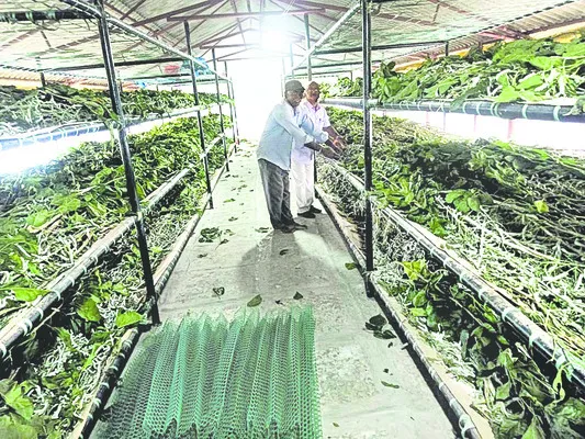 లాభాలు పట్టు