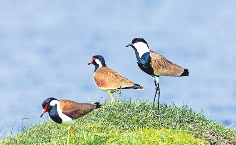 Young Birders Month 2025: Celebration of birds and 