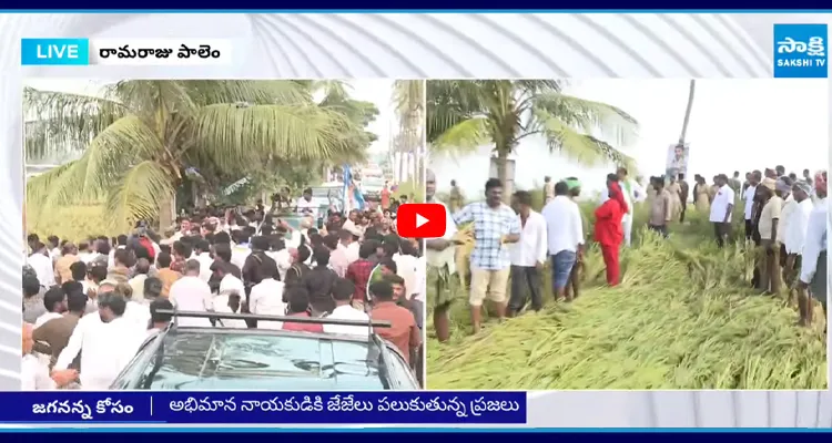 Farmers: రామరాజుపాలెంలో YS జగన్ మీరే ఆదుకోవాలి..