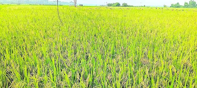 సరికొత్త వరివడి 