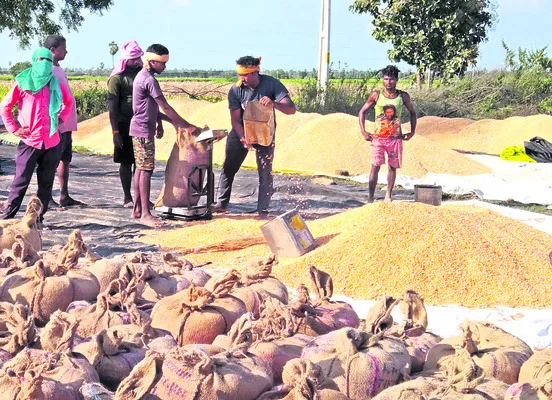 మక్క రైతుకు మంచి కబురు