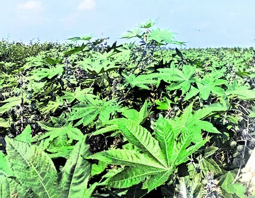 సెరికల్చర్‌కు ప్రత్యామ్నాయంగా ఎరికల్చర్‌ 