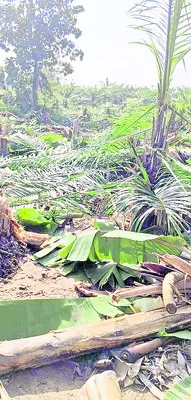 పామాయిల్‌, అరటి తోటలను నరికేసిన‘తమ్ముళ్లు’ 