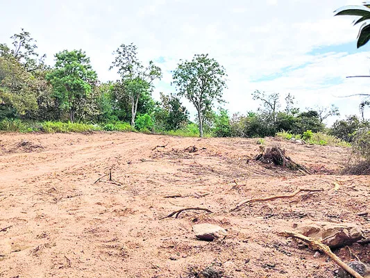 వట్టిమల్లలో వనమేధం