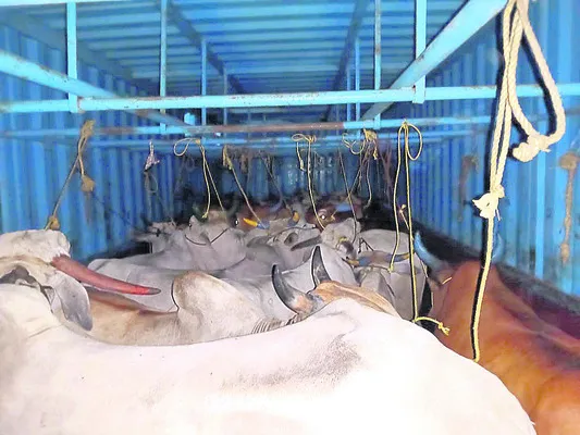 పశువులు అక్రమంగా తరలిస్తున్న ముఠా అరెస్ట్‌