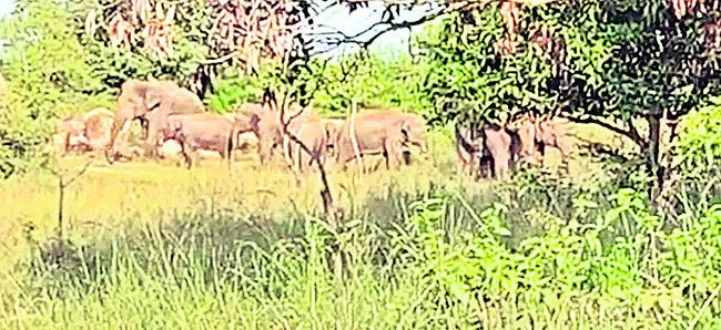 మామిడి తోటలో ఏనుగుల గుంపు తిష్ట 