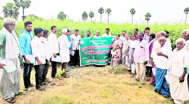 అంతర పంటలతో అదనపు ఆదాయం