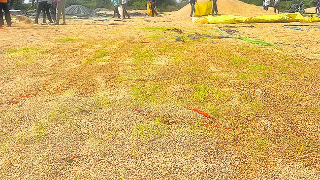 మొలకెత్తిన ధాన్యం