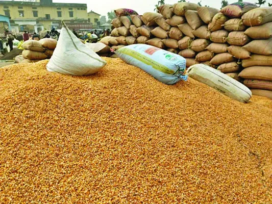 మొక్కజొన్న కొనుగోళ్లకు సర్వం సిద్ధం