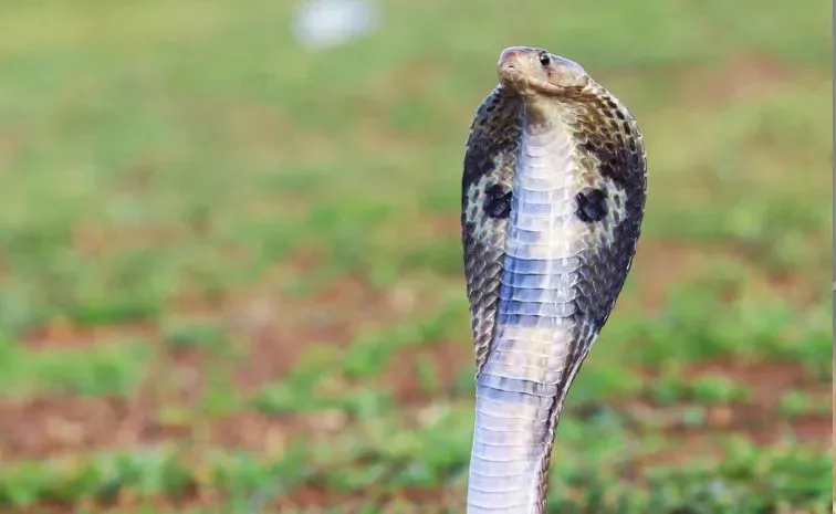 పగబట్టిన పాము! 