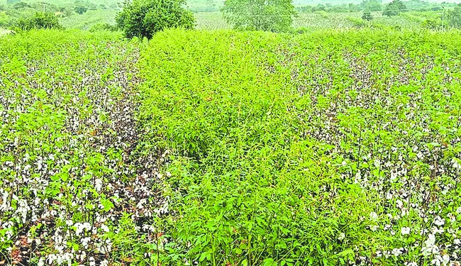 పంట కొనం.. పరిహారం ఇవ్వం 