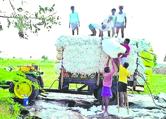 ‘తెల్ల’బోయిన పత్తి