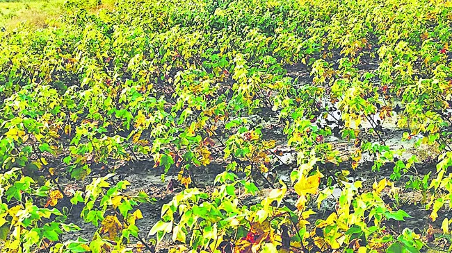 నష్టం అపారం...సాయం స్వల్పం 