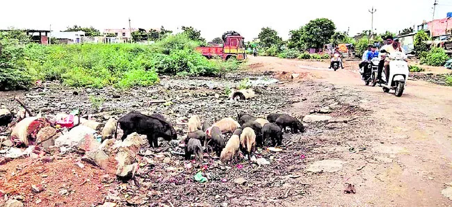 వరాహాల విహారం