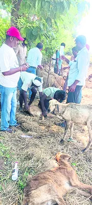 పెర్కపల్లిలో 25 గొర్రెలు మృత్యువాత 