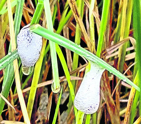 నురగలో నేనుంట! 