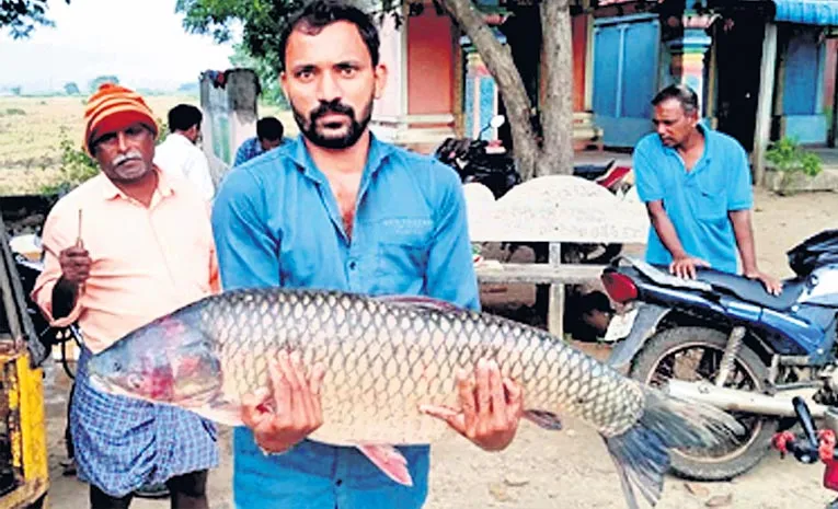 బాప్‌రే.. భారీ మీనం ! 