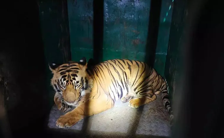 Fact Check On Brahmapuri Chandrapur Maharashtra Tiger Viral Video