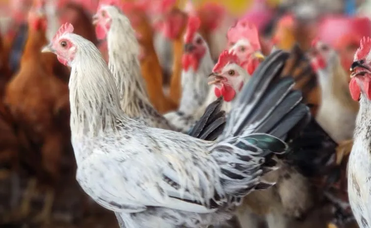 New Twist in  Country Chicken Released On Elkathurthy Highway Episode