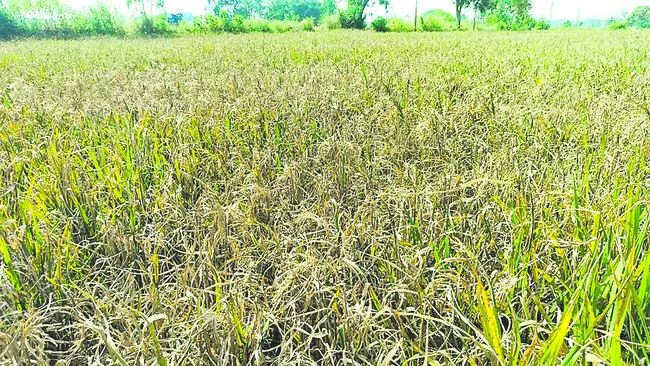 నమ్మితే నట్టేట ముంచారు 