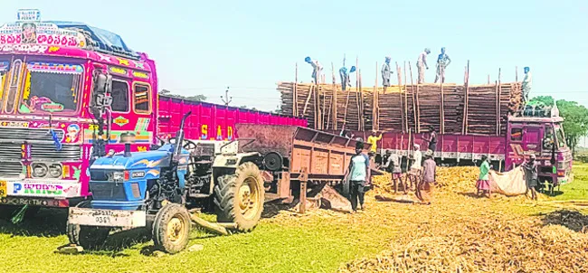 అనుమతుల్లేకుండా చెట్ల నరికివేత