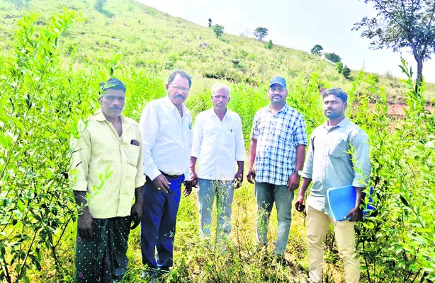 పంటలను సూపర్‌ చెక్‌ చేసిన డీఏఓ 