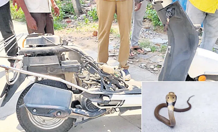 మూరెడు పాము.. ముప్పుతిప్పలు