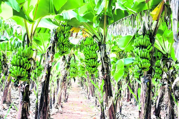 మాటలతోనే సరి..  రైతు ఆశలు ఆవిరి 