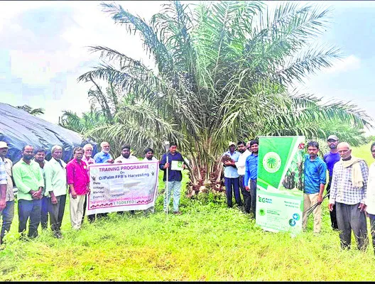 ఆయిల్‌పామ్‌తో నిరంతర ఆదాయం