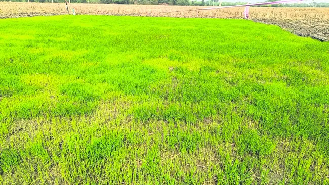 సస్యరక్షణే.. నారుకు రక్షణ