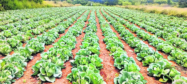 రైతు చూపు.. కూరగాయల వైపు