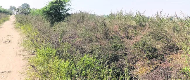 బాన్సువాడ నియోజకవర్గంలో నిజాంసాగర్‌ ఆయకట్టు వివరాలు..(ఎ