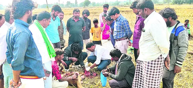 వరిధాన్యం తిని 40 గొర్రెలు మృతి