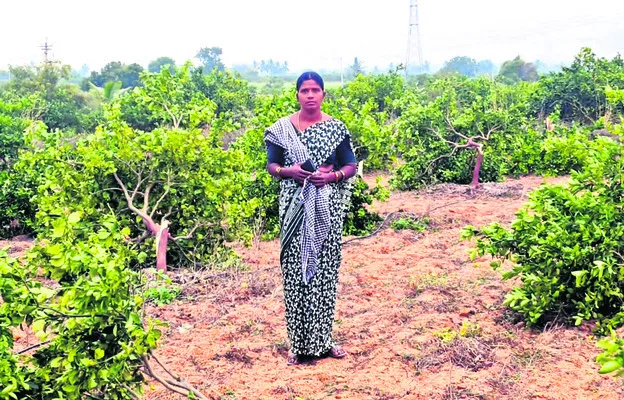 60 చీనీ చెట్ల నరికివేత