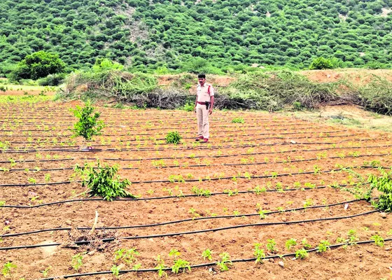 విస్తరిస్తున్న విషసంస్కృతి 