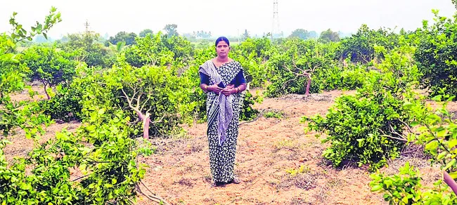 60 చీనీ చెట్ల నరికివేత 