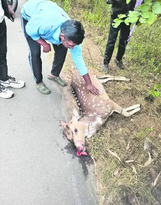 గుర్తు తెలియని వాహనం ఢీకొని జింక మృతి 