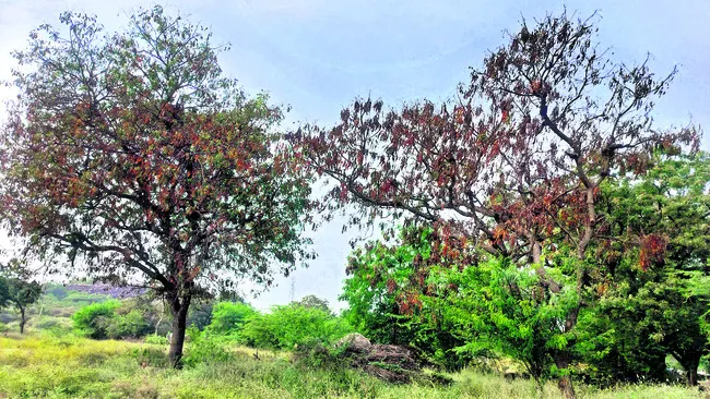 వేప చెట్టుకు విపత్తు 