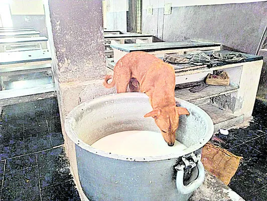 కుక్కలు తిన్నాకే తినాలా? 