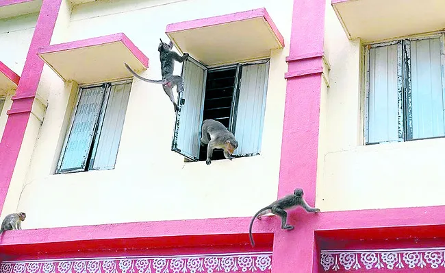 వామ్మో.. వానరాలు!