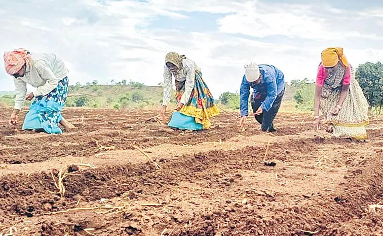 Indian Farmers Rights On Seeds Musaida Bill