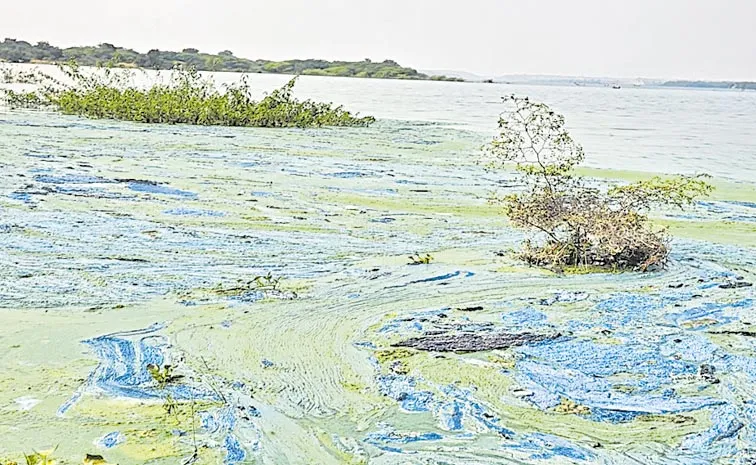 Krishna River Gets Polluted With Chemicals